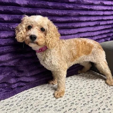 Enlarge Charleston- Foster Home Needed, a Adoptable Poodle in Hartland, WI image 4/6