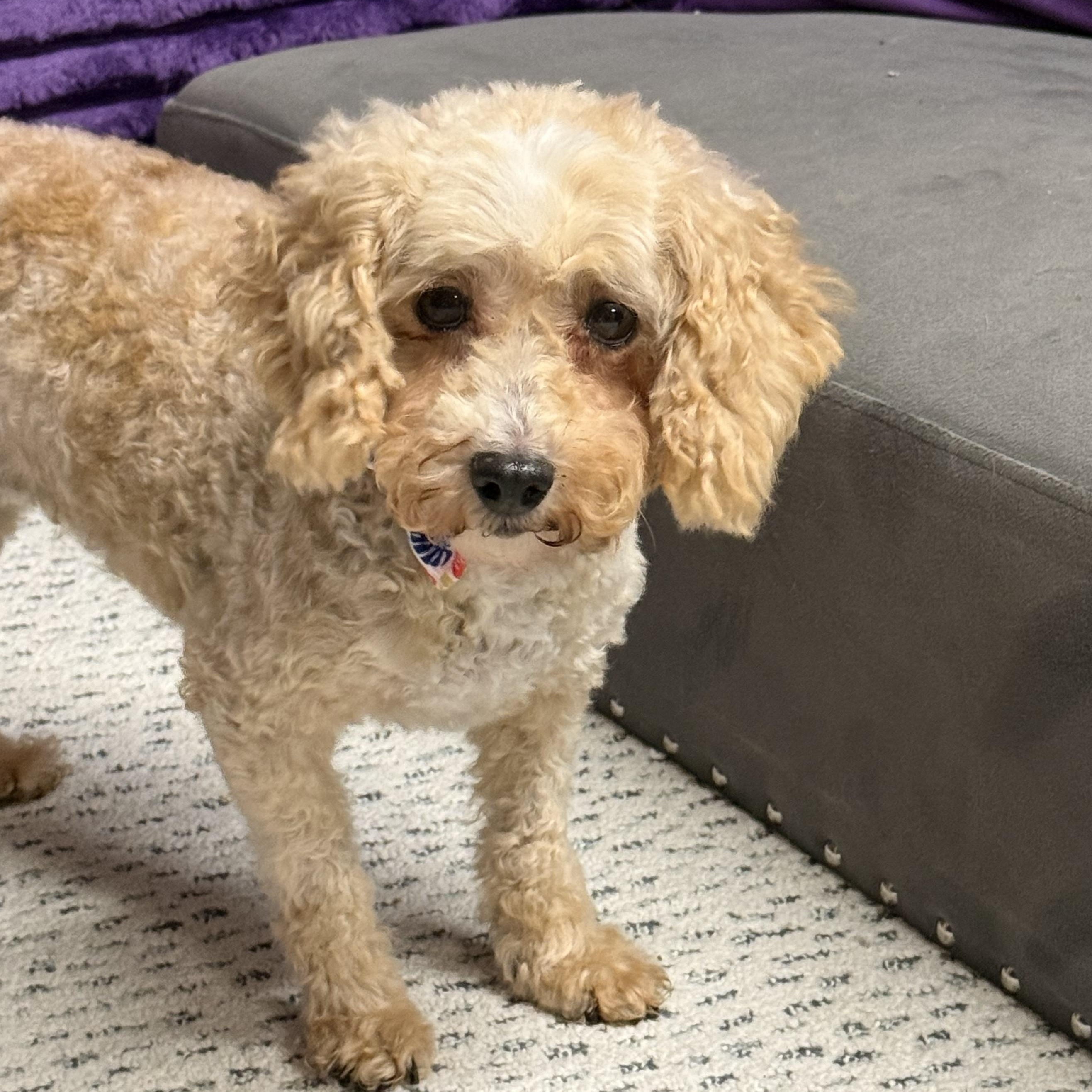 Charleston- Foster Home Needed, Adoptable, Adult Female Poodle.