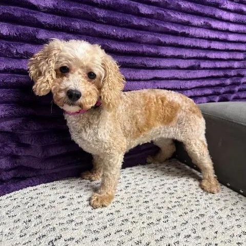 Enlarge Charleston- Foster Home Needed, a Adoptable Poodle in Hartland, WI image 2/6