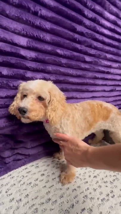 Enlarge Charleston- Foster Home Needed, a Adoptable Poodle in Hartland, WI video 6/6