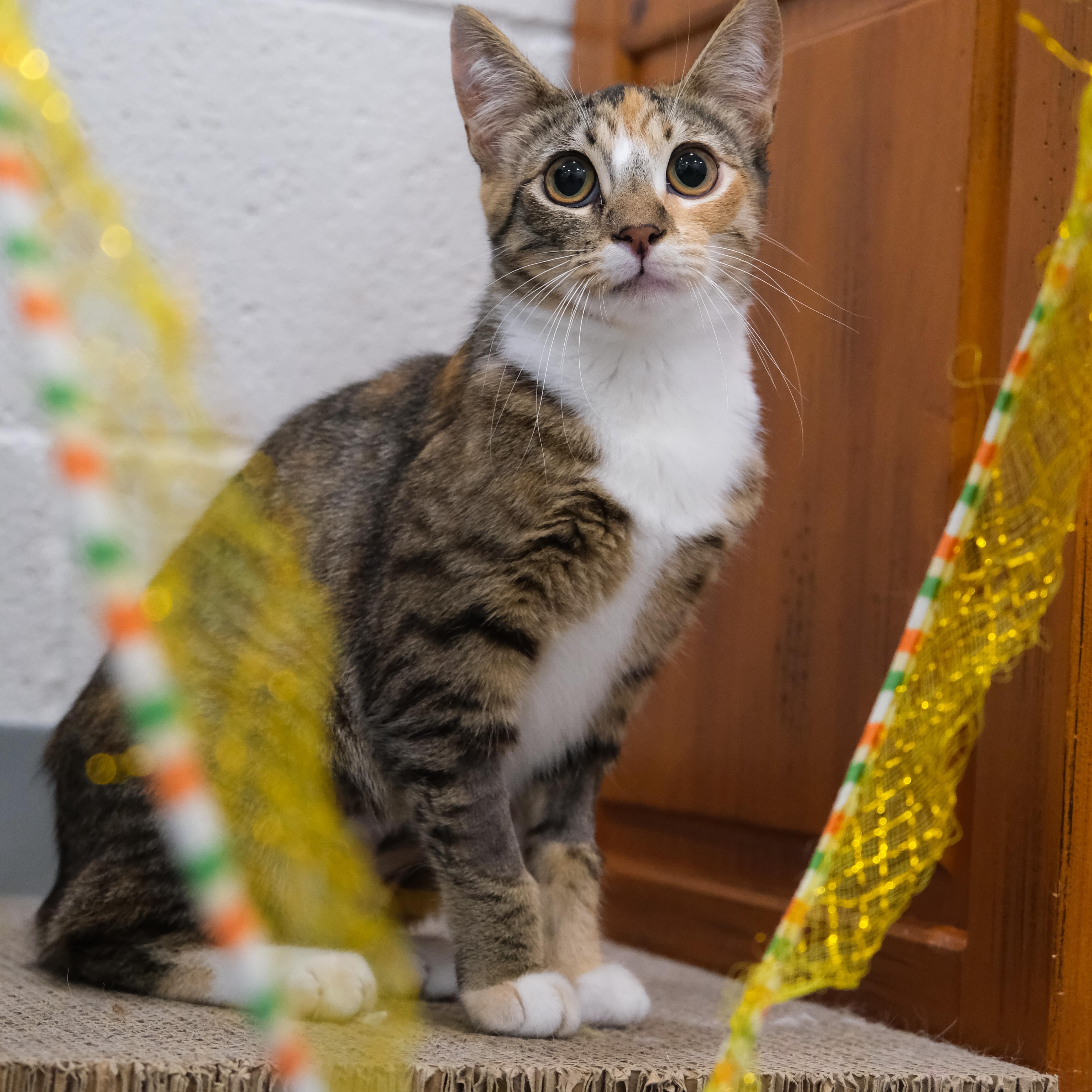 Autumn, a Adoptable Manx in Newport Beach, CA image 2/6