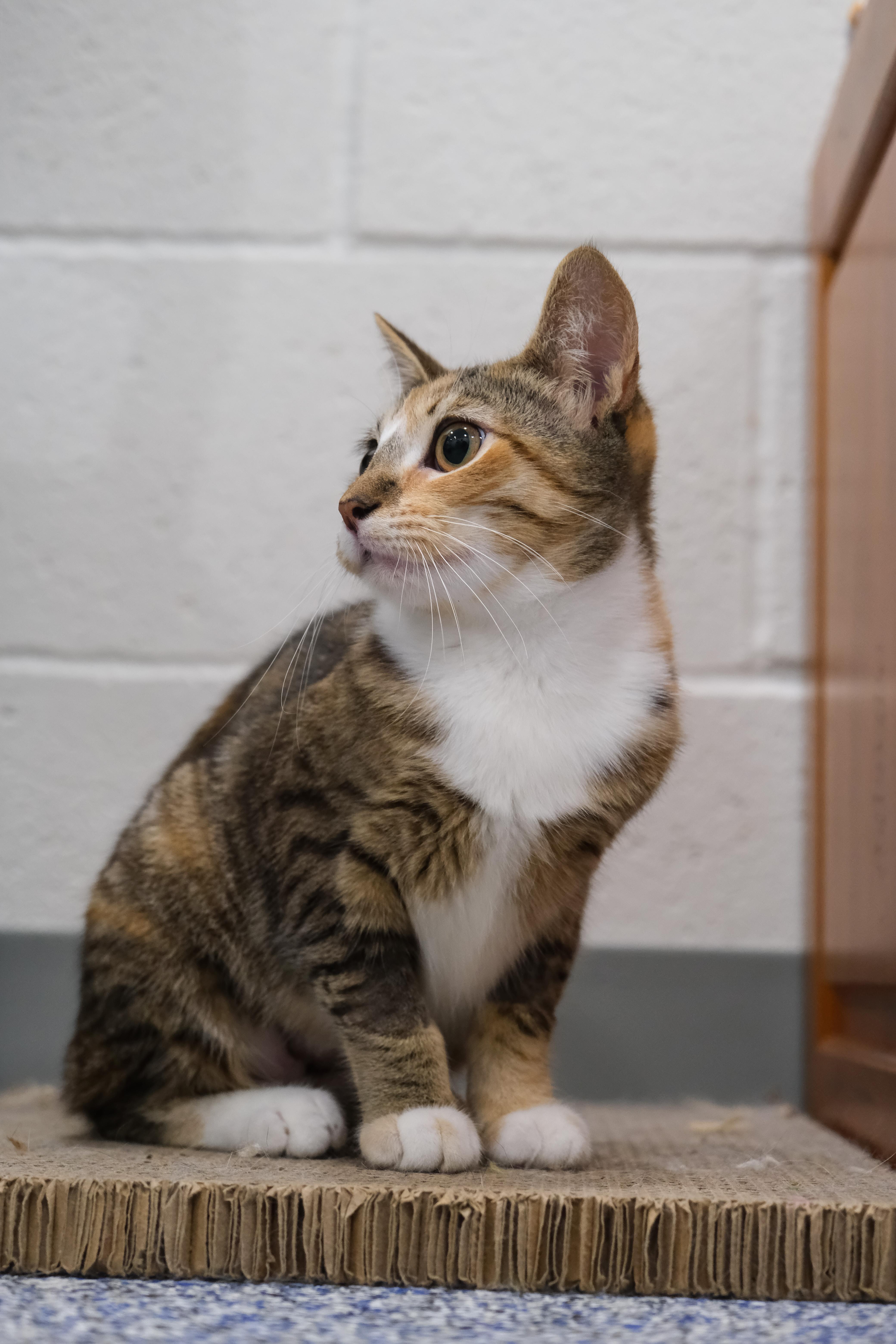 Autumn, a Adoptable Manx in Newport Beach, CA image 3/6