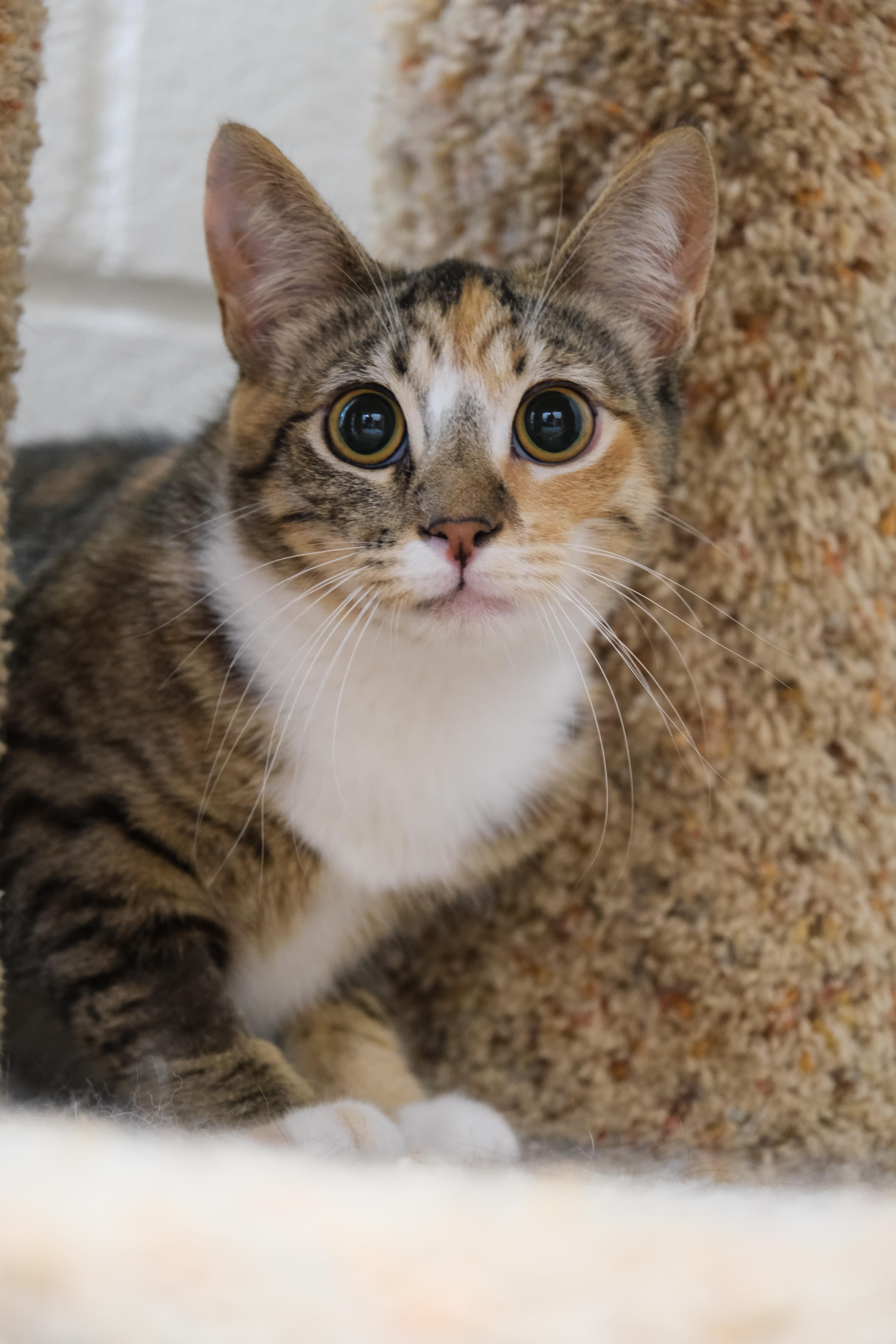 Autumn, a Adoptable Manx in Newport Beach, CA image 4/6