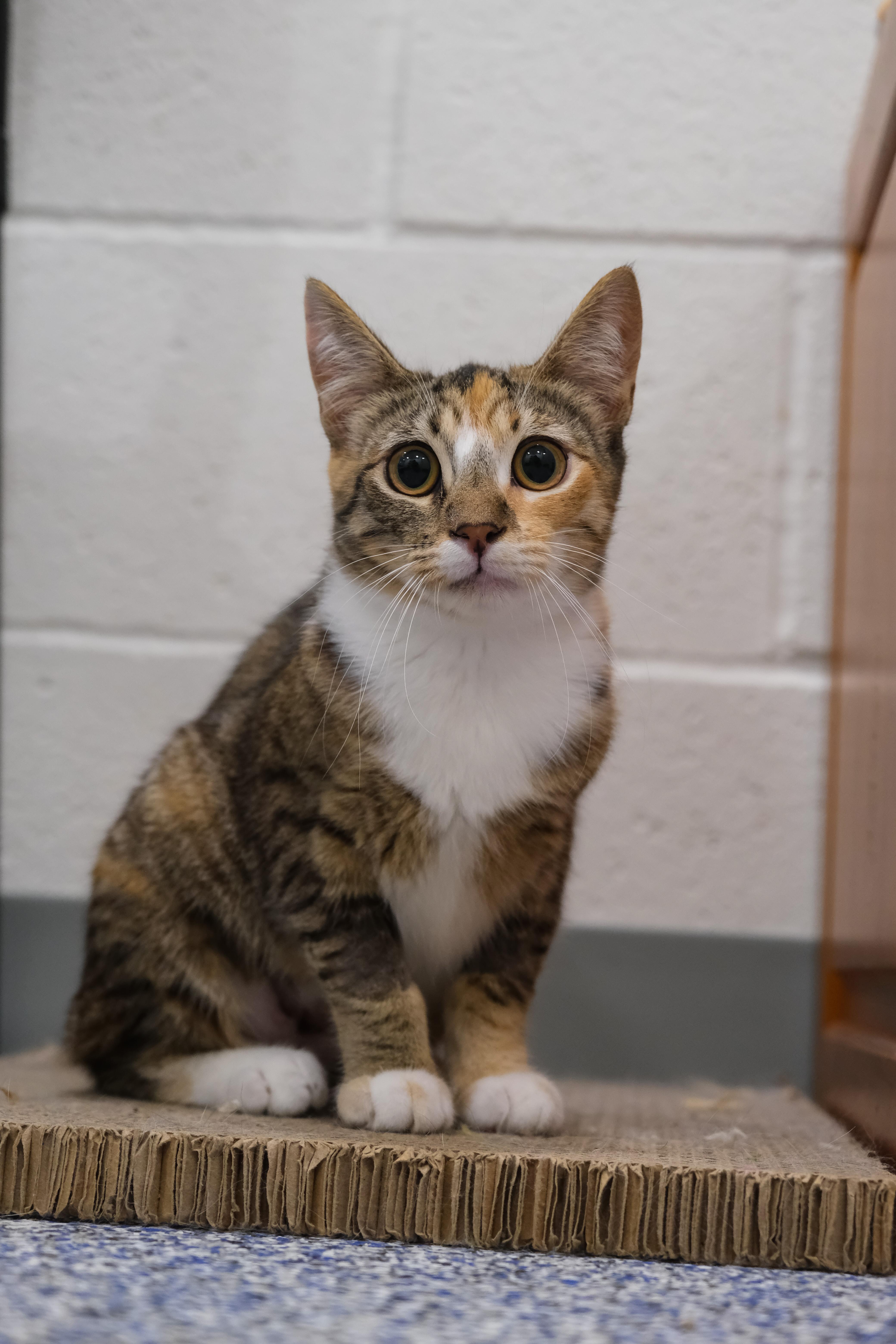 Autumn, a Adoptable Manx in Newport Beach, CA image 5/6