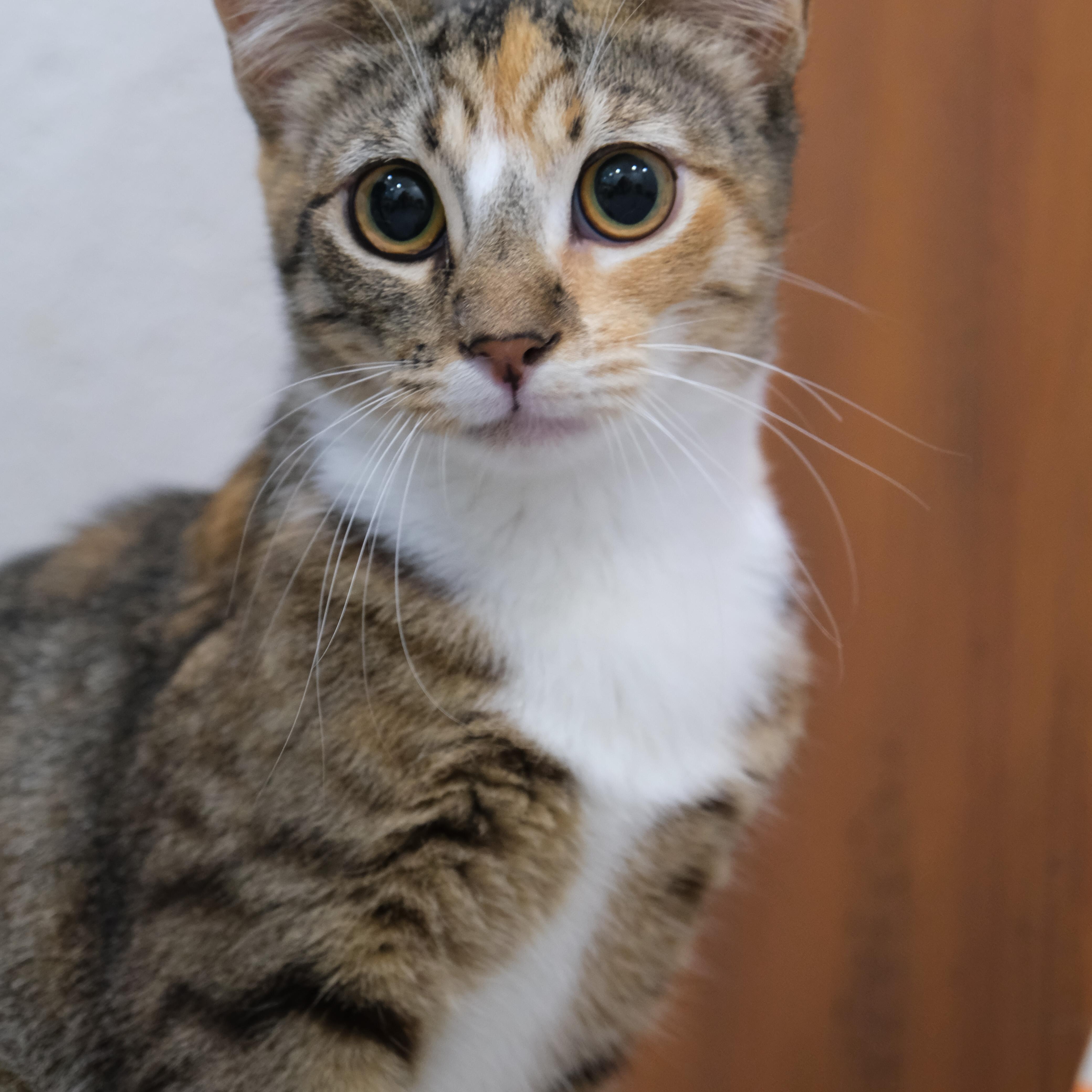 Autumn, Adoptable, Kitten Female Manx.