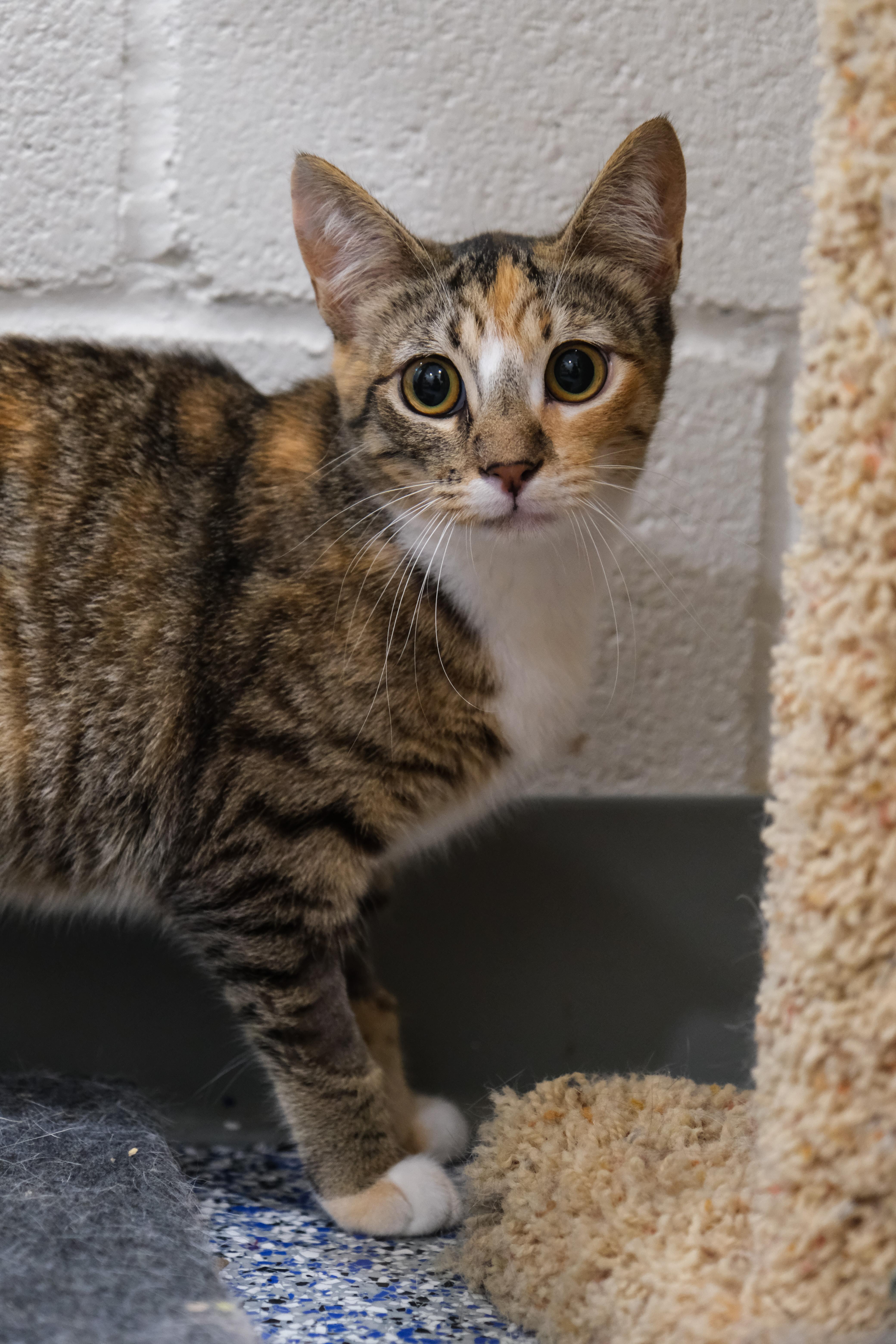 Autumn, a Adoptable Manx in Newport Beach, CA image 6/6