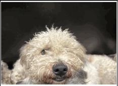 Luly, a Adoptable mixed breed in Portland, ME image 3/3