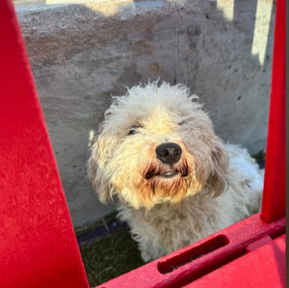 Luly, a Adoptable mixed breed in Portland, ME image 1/3