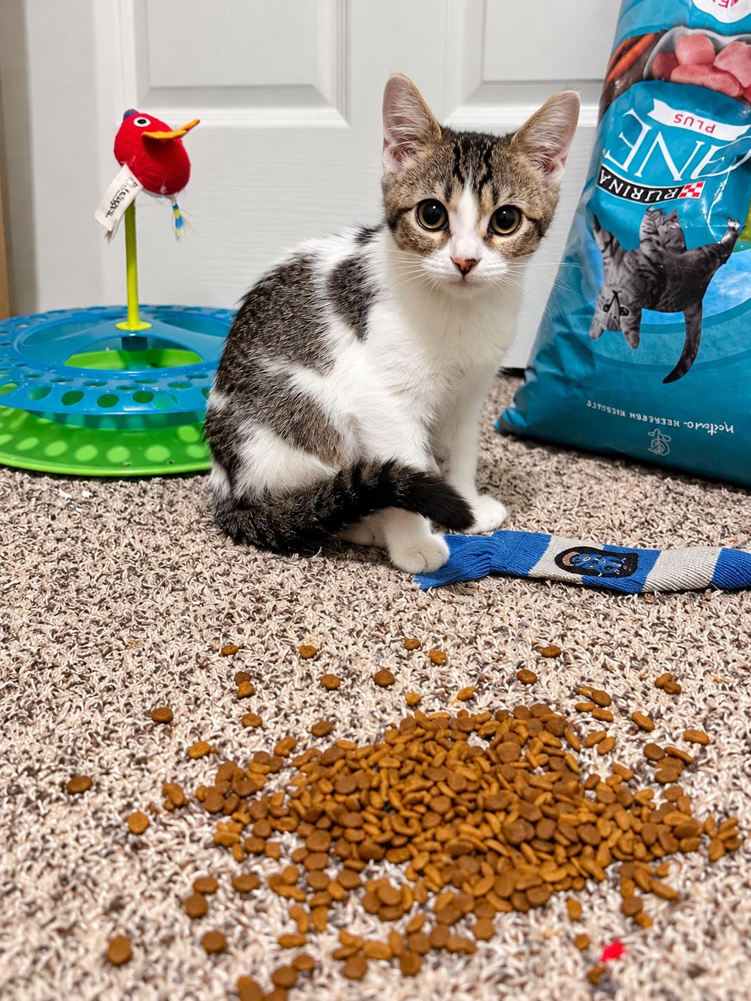 Enlarge Rabbit, a Adoptable Domestic Short Hair in Rio Linda, CA image 2/3