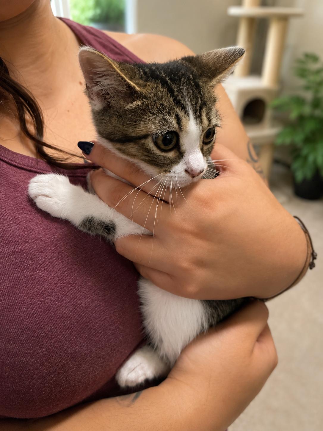 Enlarge Rabbit, a Adoptable Domestic Short Hair in Rio Linda, CA image 3/3