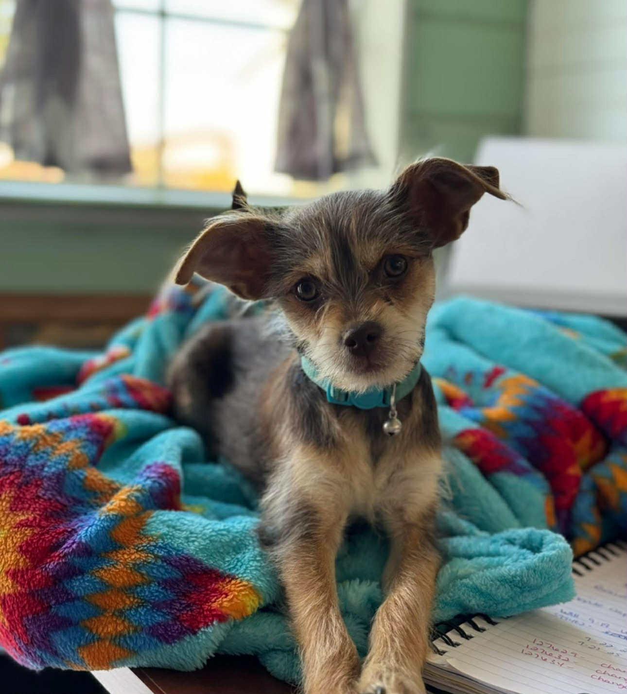 Faith, adopted, Puppy Female Terrier.