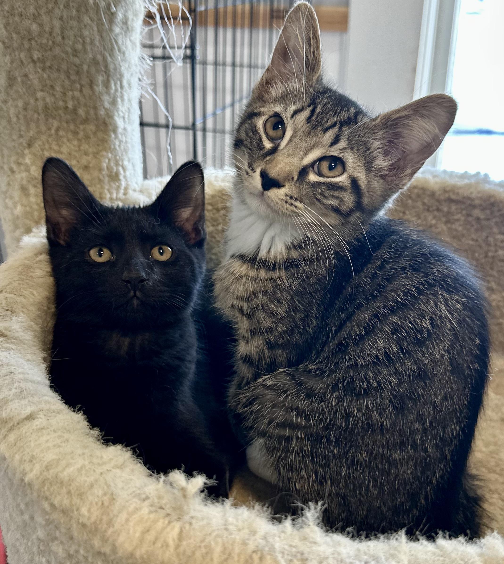 Nickel & Silver, a Adoptable mixed breed in Lawrenceville, GA image 1/5