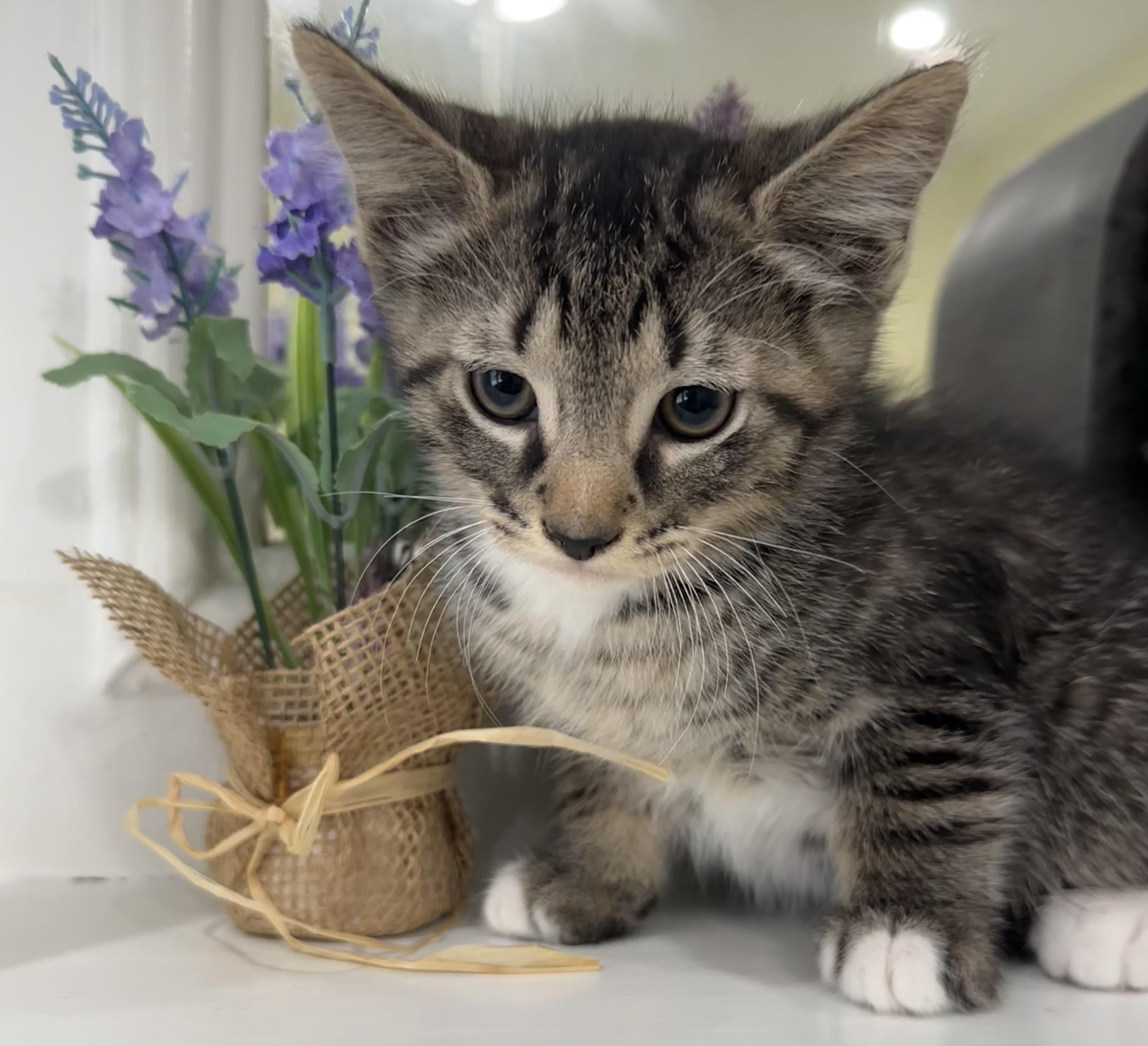 Nickel, a Adoptable mixed breed in Lawrenceville, GA image 2/4