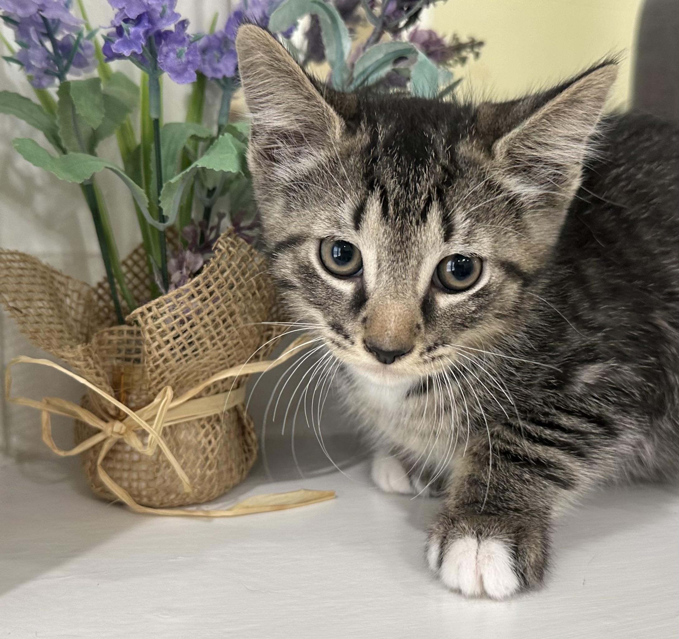 Nickel, a Adoptable mixed breed in Lawrenceville, GA image 3/4