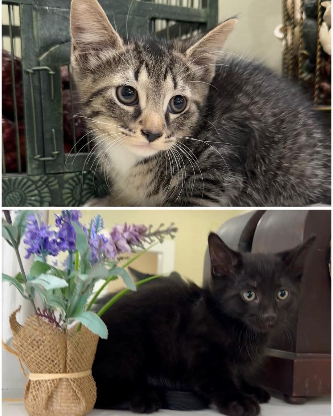 Nickel & Silver, a Adoptable mixed breed in Lawrenceville, GA image 5/5