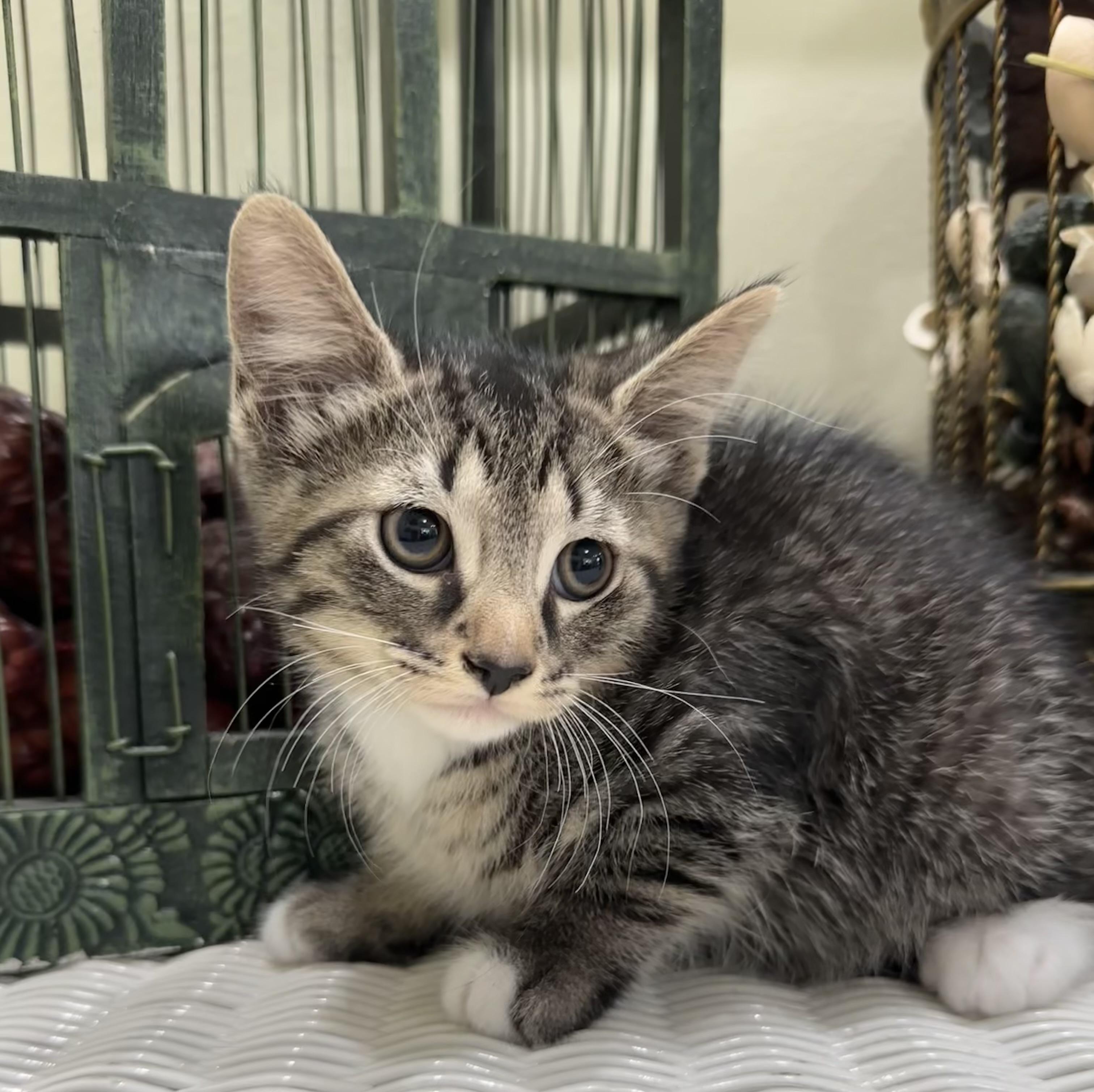 Nickel, a Adoptable mixed breed in Lawrenceville, GA image 1/4