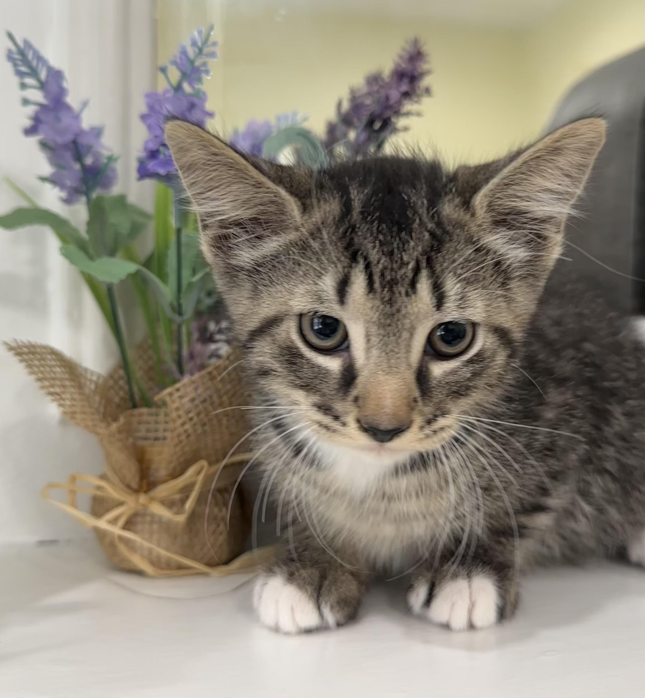 Nickel, a Adoptable mixed breed in Lawrenceville, GA image 4/4