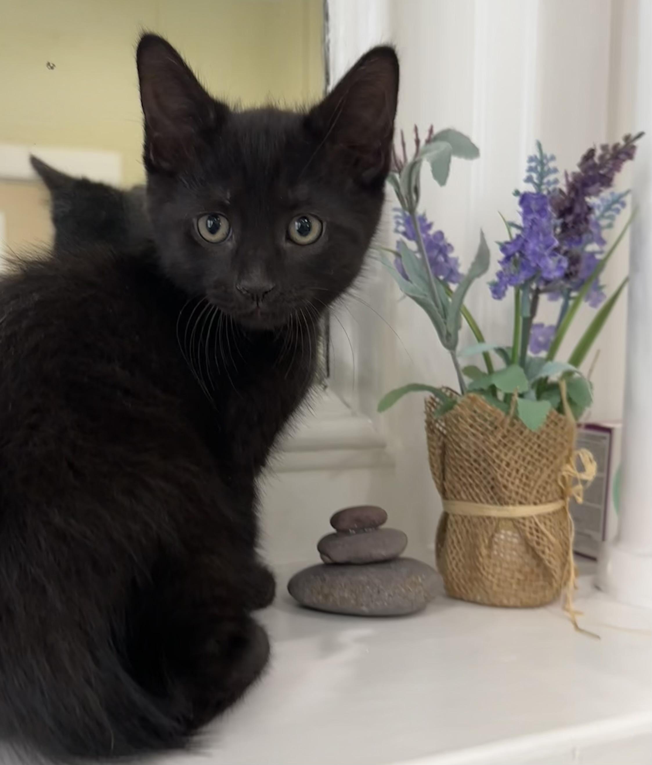 Nickel & Silver, a Adoptable mixed breed in Lawrenceville, GA image 3/5