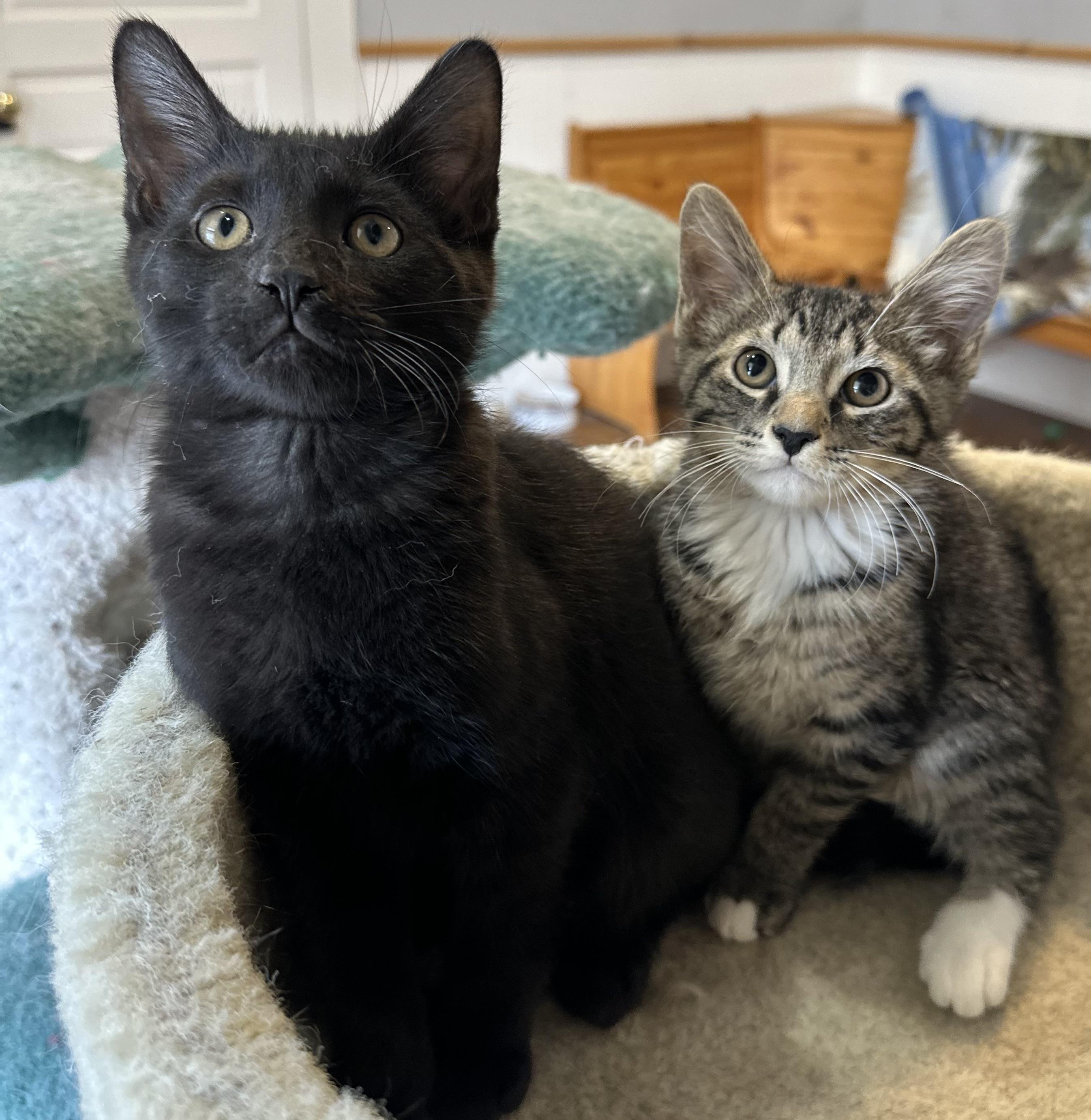 Nickel & Silver, a Adoptable mixed breed in Lawrenceville, GA image 4/5