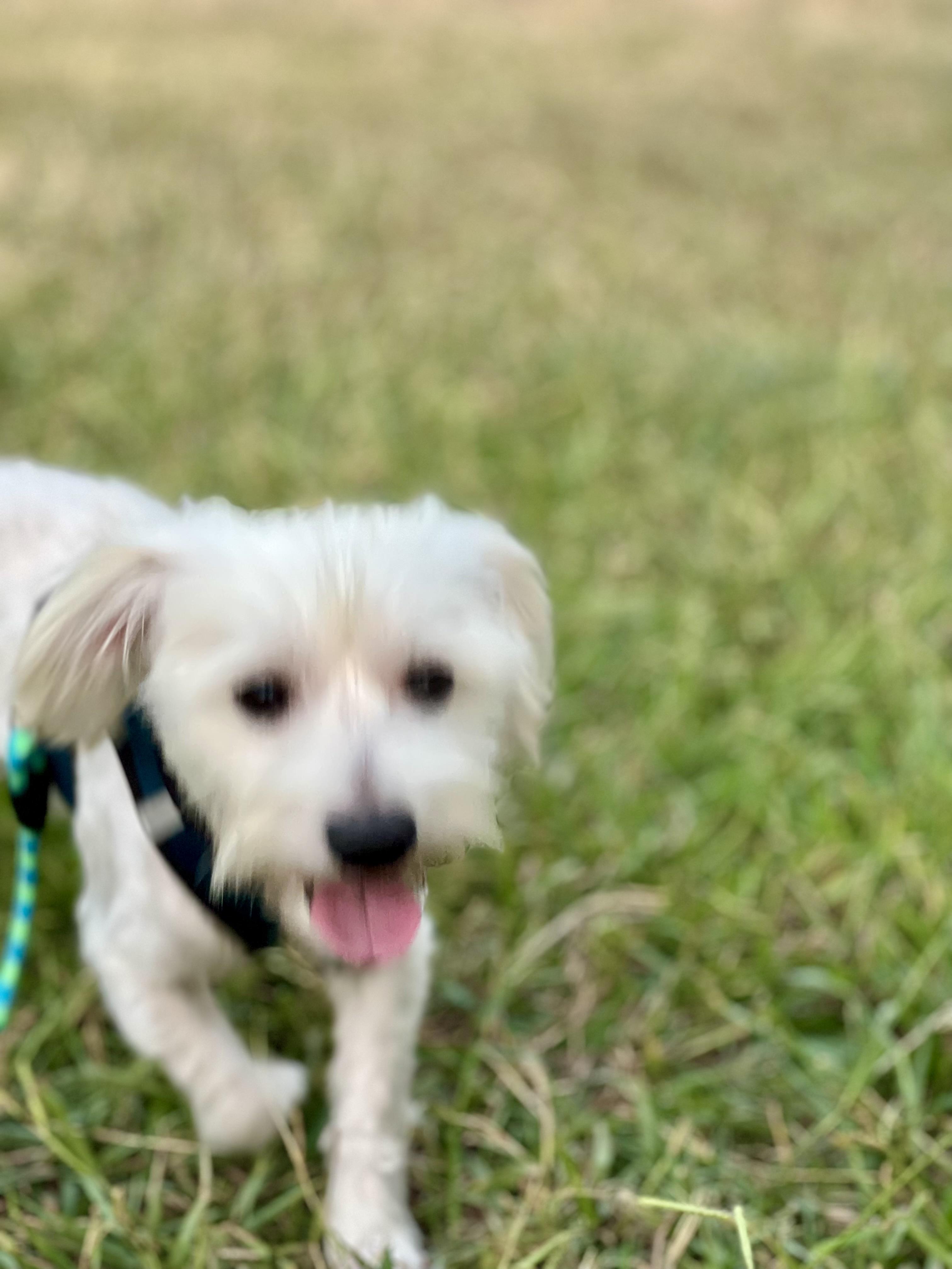 Cheddar, an adopted mixed breed in Austin, TX image 1/6
