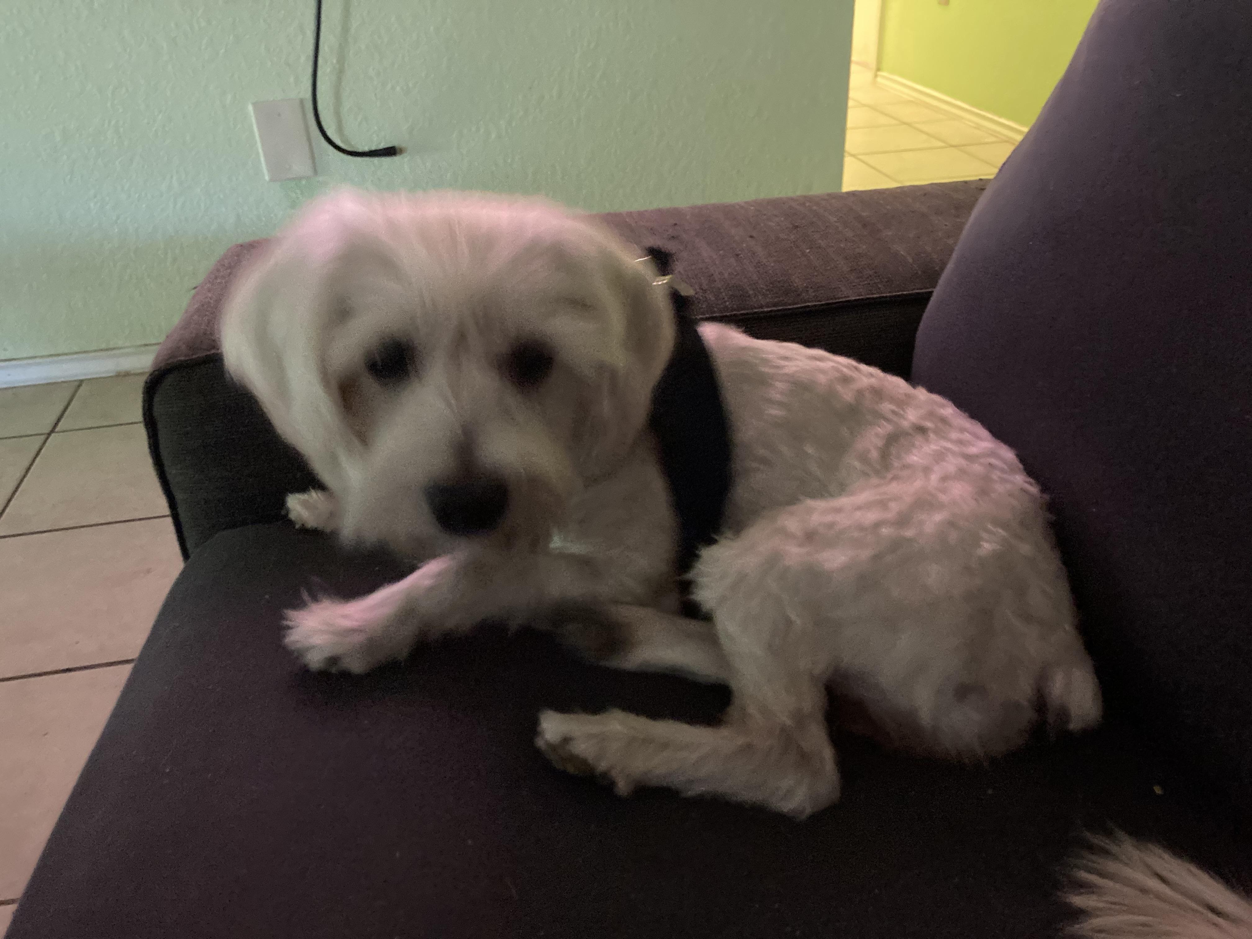 Cheddar, an adopted mixed breed in Austin, TX image 4/6