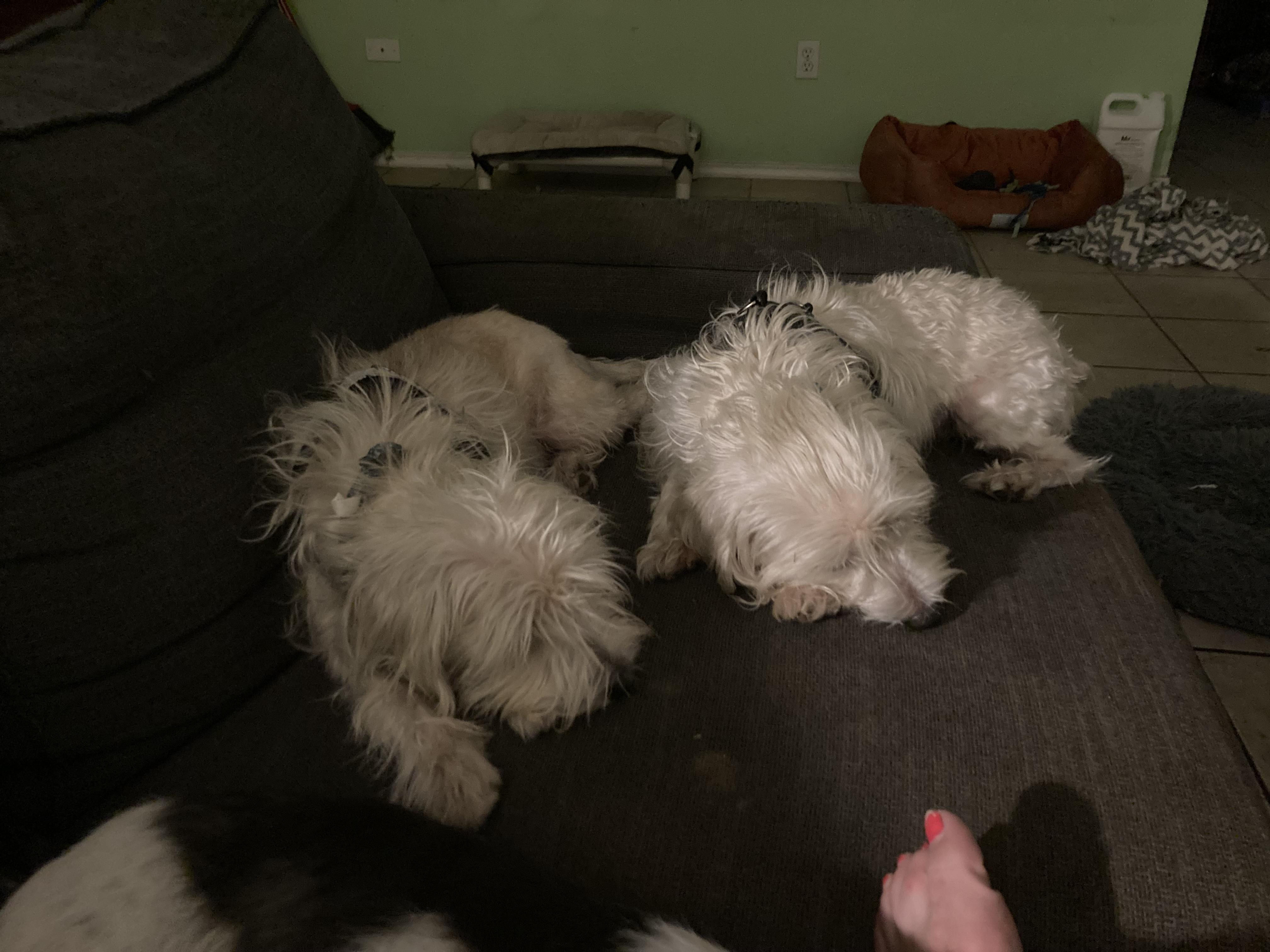 Cheddar, an adopted mixed breed in Austin, TX image 6/6