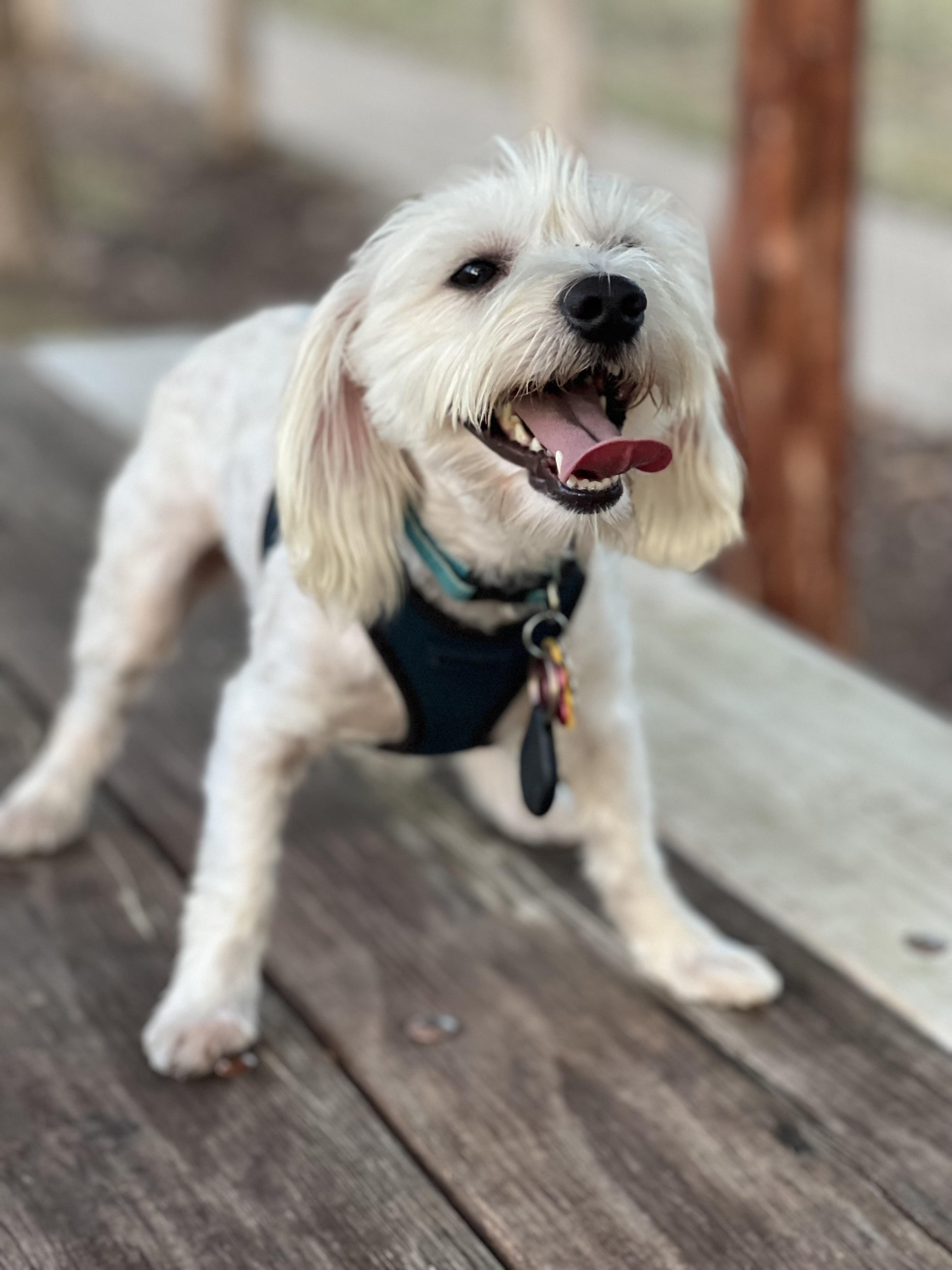 Cheddar, an adopted mixed breed in Austin, TX image 2/6