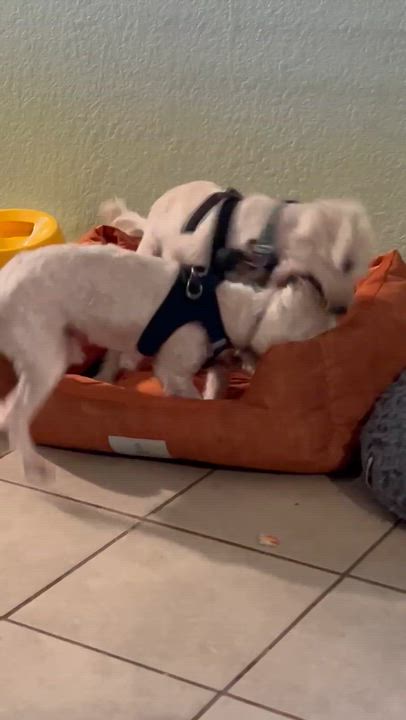 Enlarge Cheddar, an adopted mixed breed in Austin, TX video 5/6