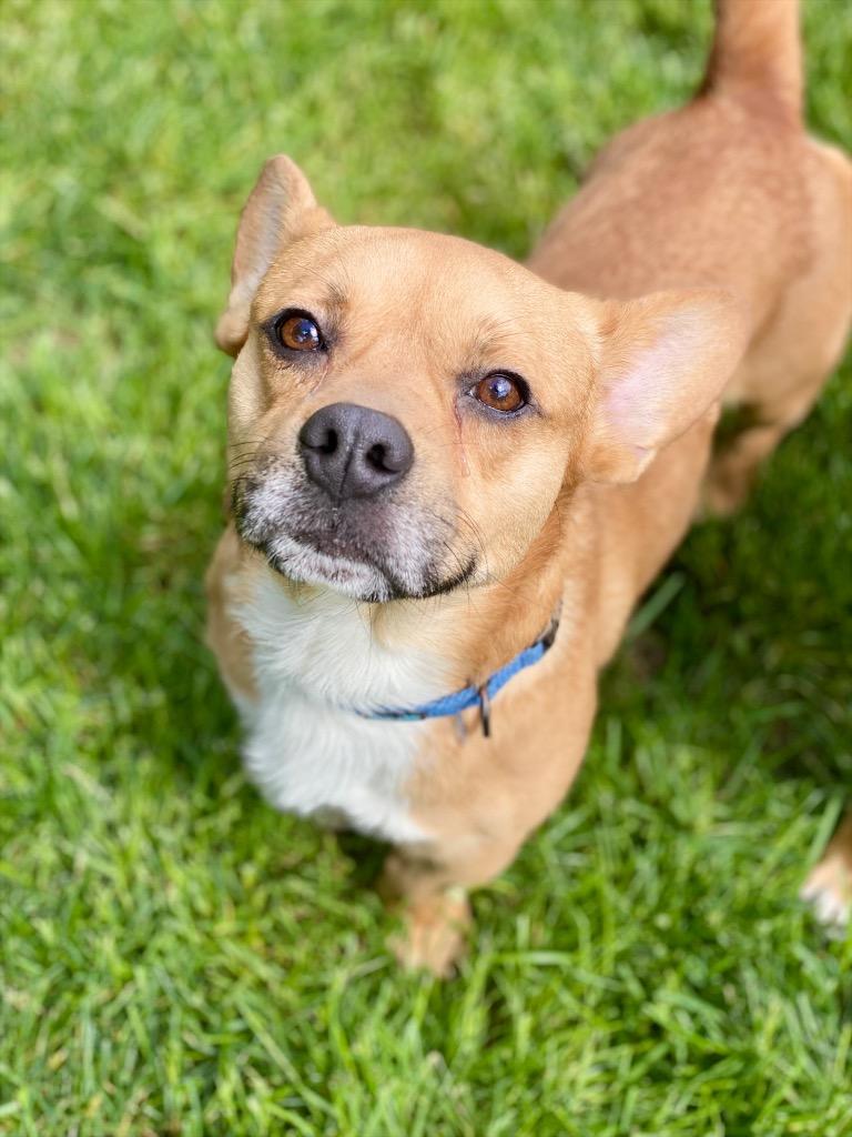 David, Adoptable, Adult Male Corgi & Mixed Breed.