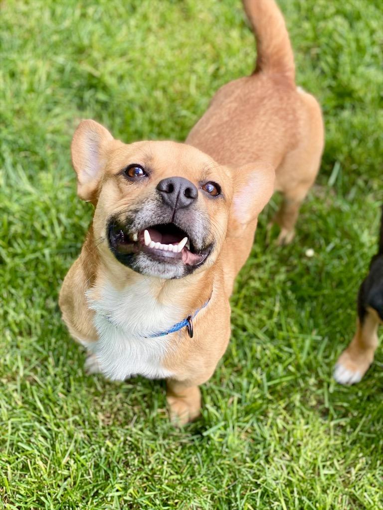 David, a Adoptable mixed breed in Urbandale, IA image 2/2