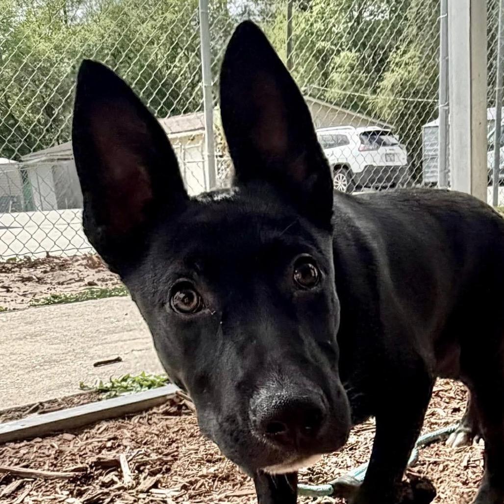 LJ (Chip), Adoptable, Young Male German Shepherd Dog.
