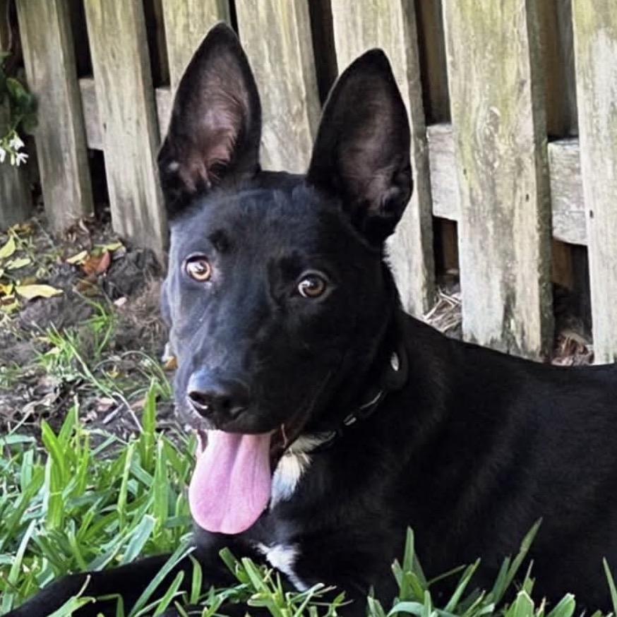Enlarge LJ (Chip), a Adoptable German Shepherd Dog in Jacksonville, FL image 2/2
