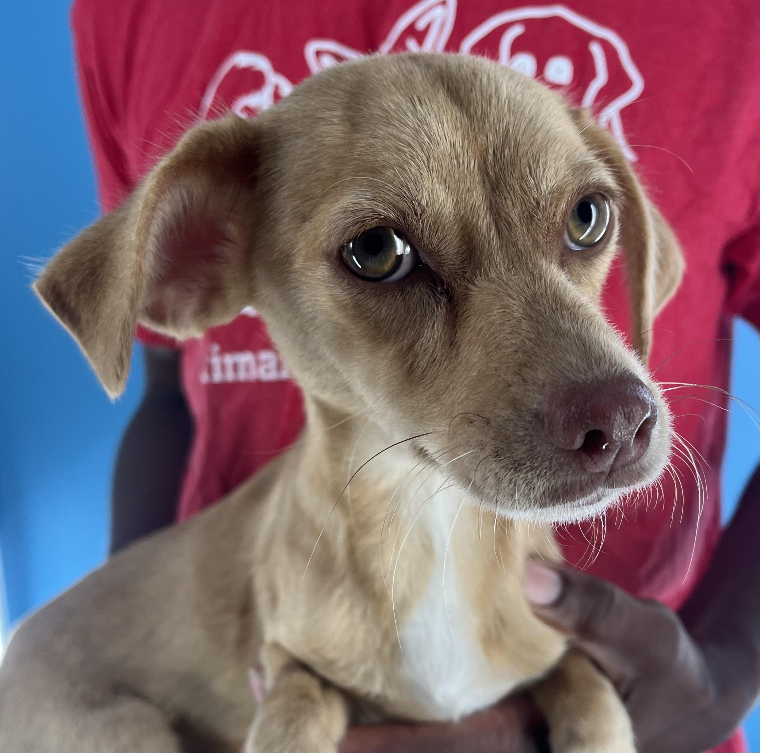 Pebbles -  Local Sept 26-28