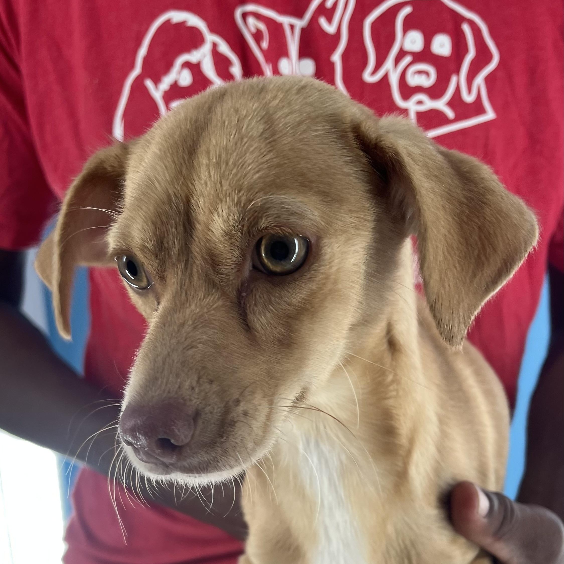 Pebbles -  Local Sept 26-28