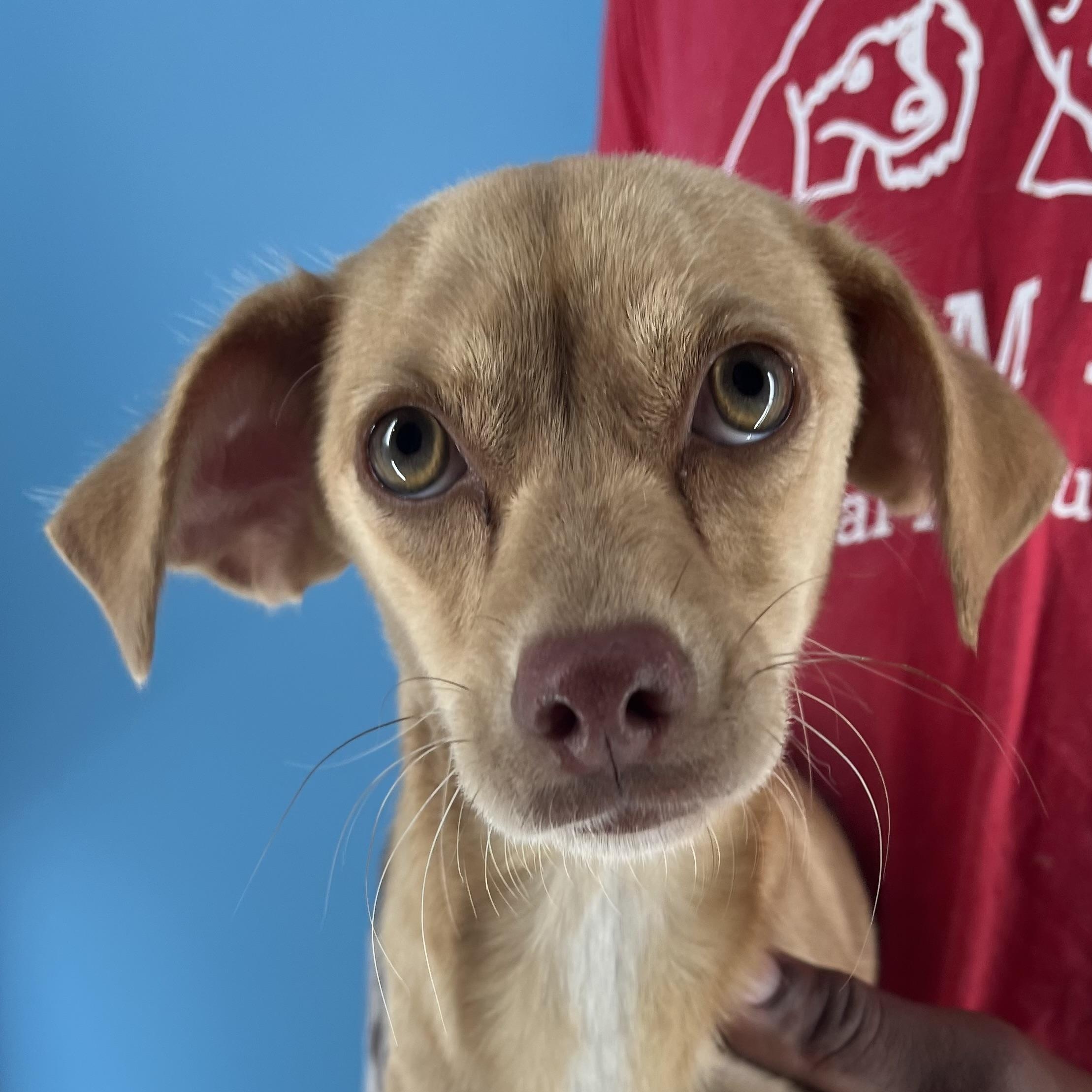 Pebbles -  Local Sept 26-28