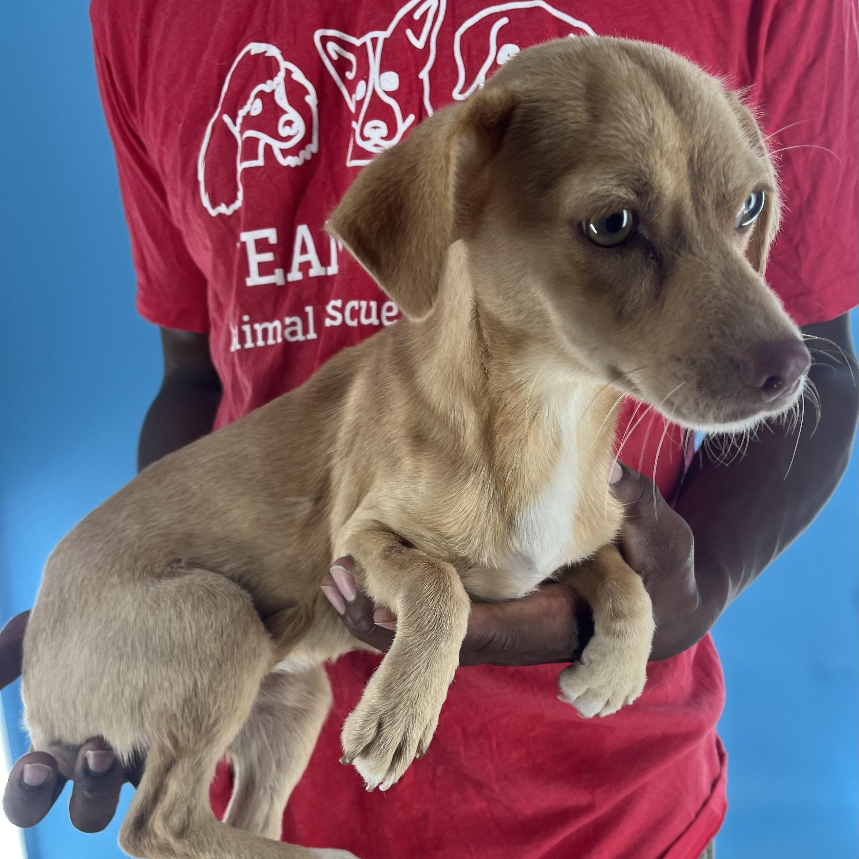 Pebbles -  Local Sept 26-28