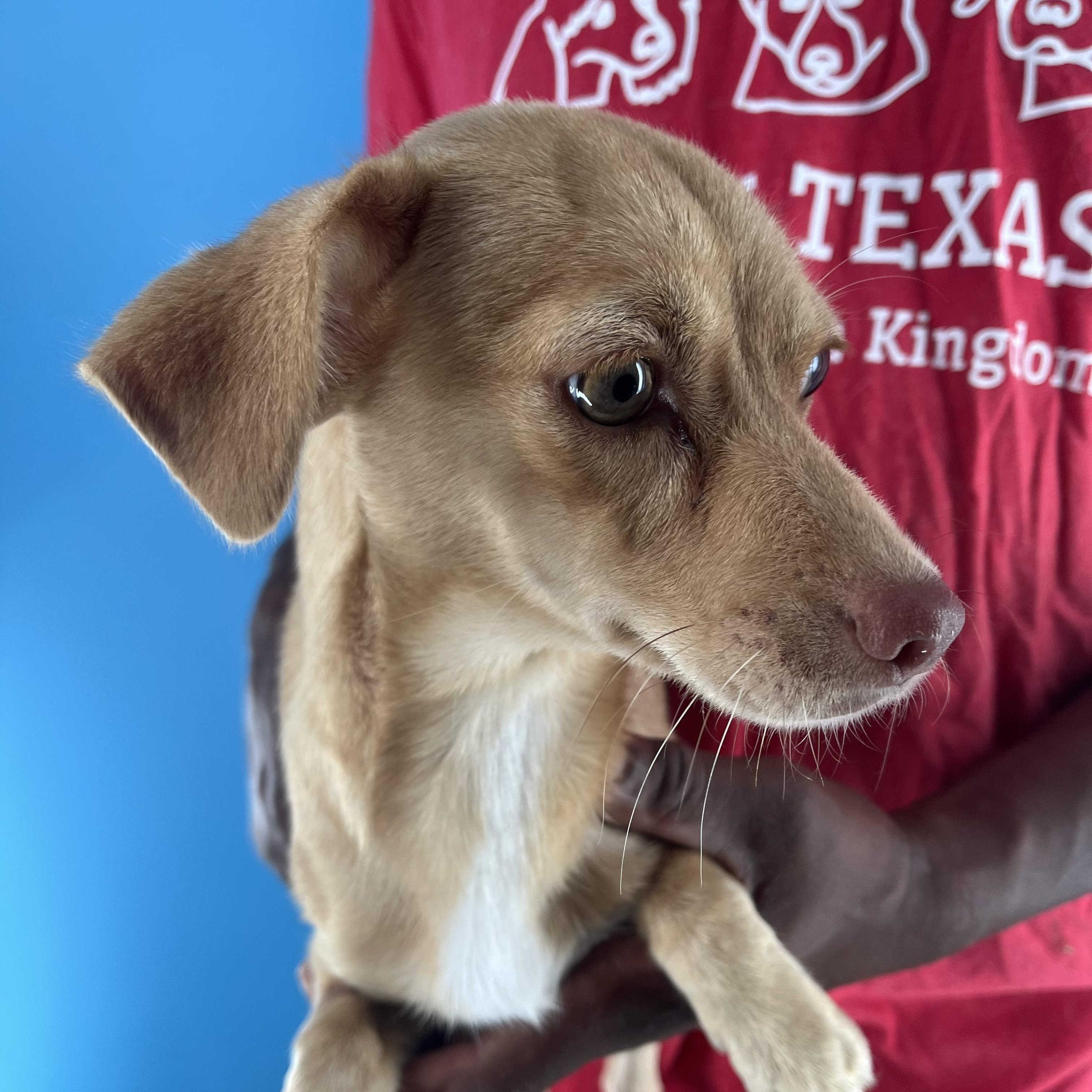 Pebbles  Local Nov thumbnail 3