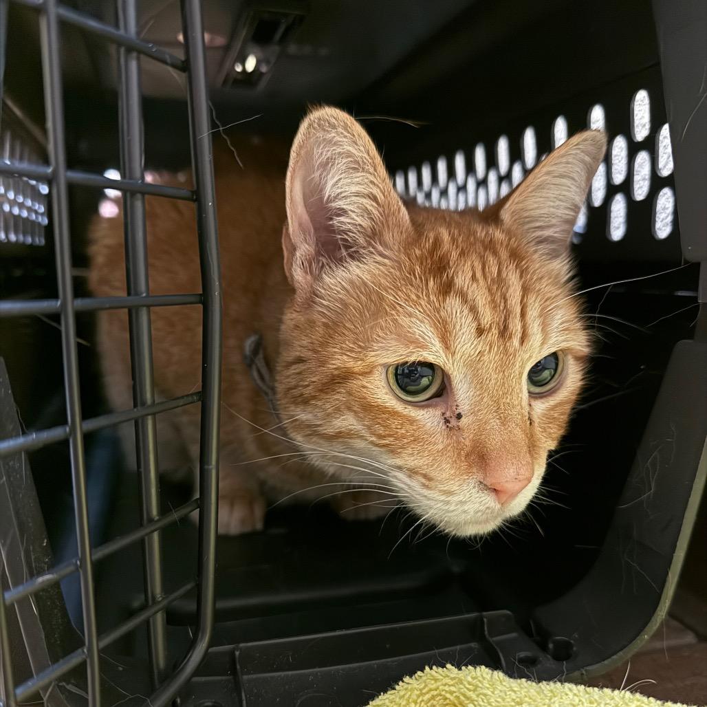 Tigger w/ Tiger — thumbnail 2