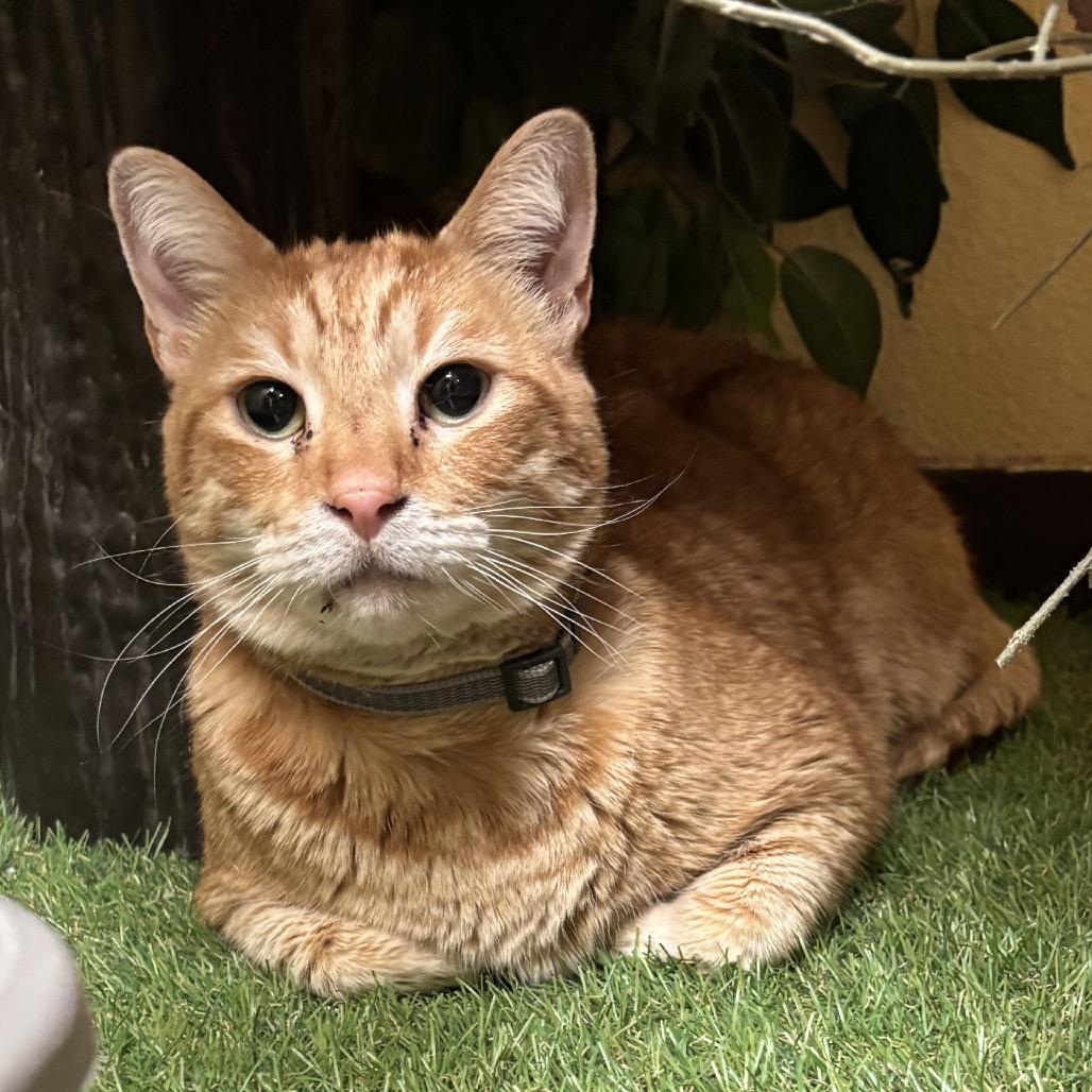 Tigger w/ Tiger — thumbnail 3