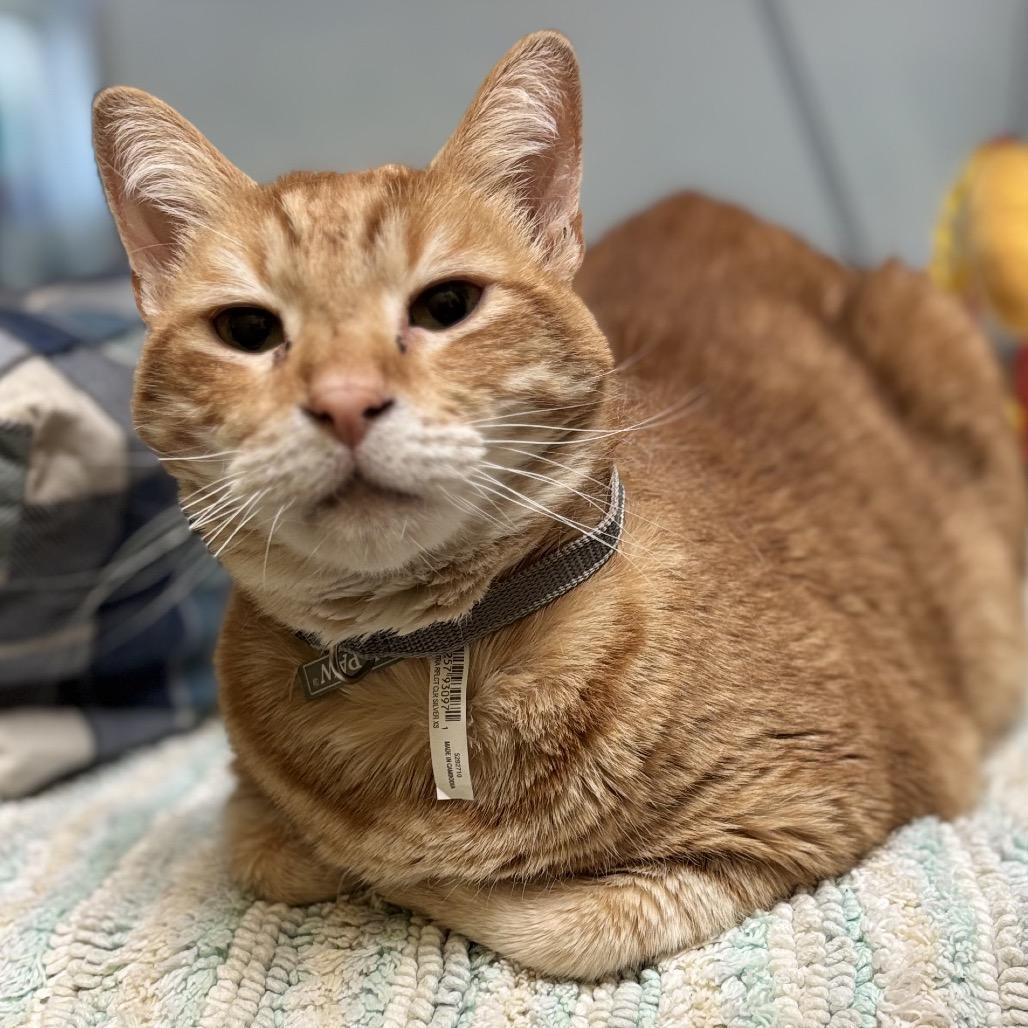 Tigger w/ Tiger — thumbnail 4