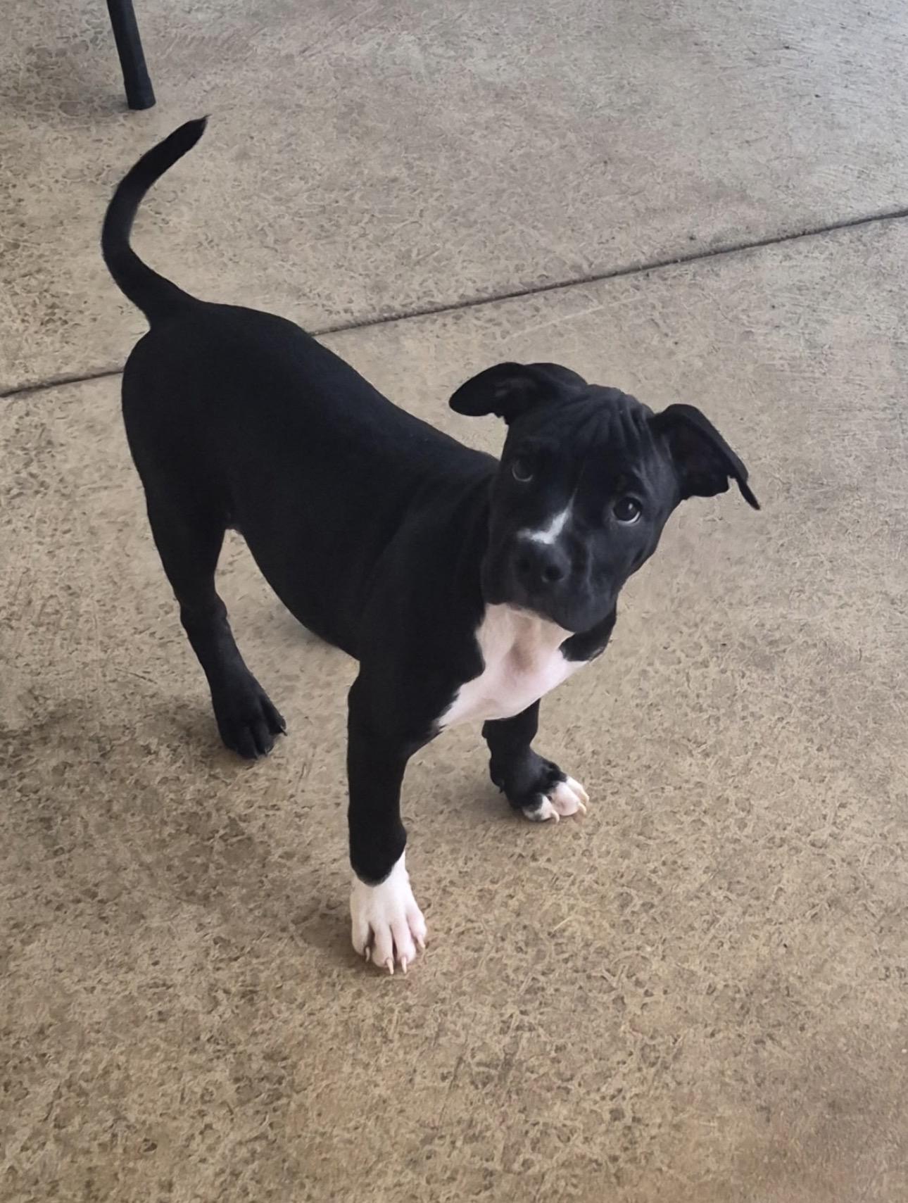 Enlarge Breezy, a Adopted mixed breed in Indiana, PA image 2/2