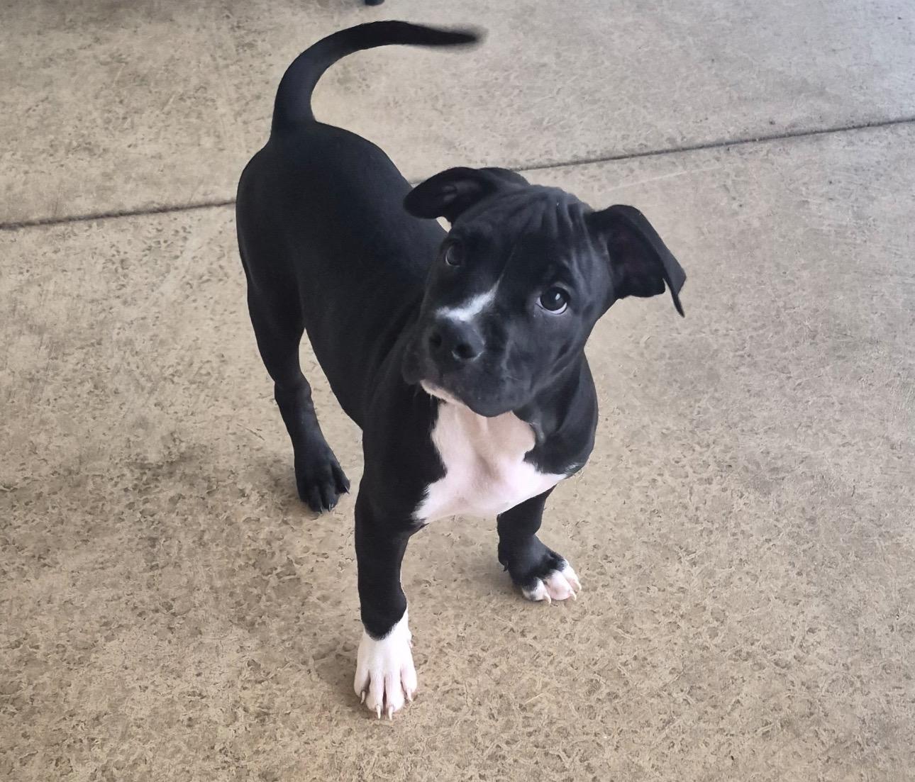 Breezy, Adopted, Puppy Male Boxer.