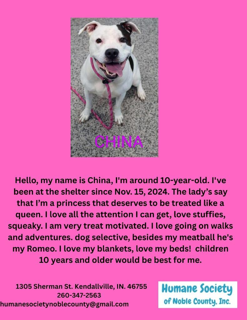 China, Adoptable, Senior Female Pit Bull Terrier.