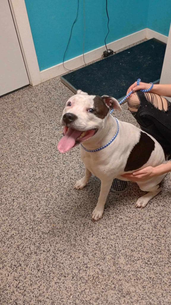 China, a Adoptable Pit Bull Terrier in Kendallville, IN image 2/3