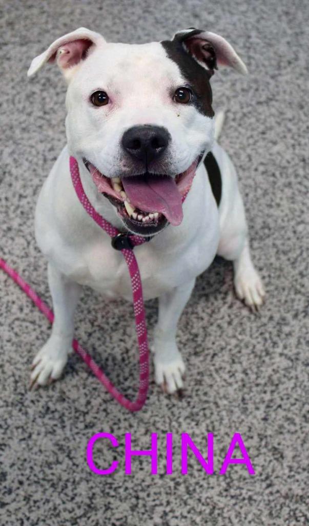 China, a Adoptable Pit Bull Terrier in Kendallville, IN image 3/3