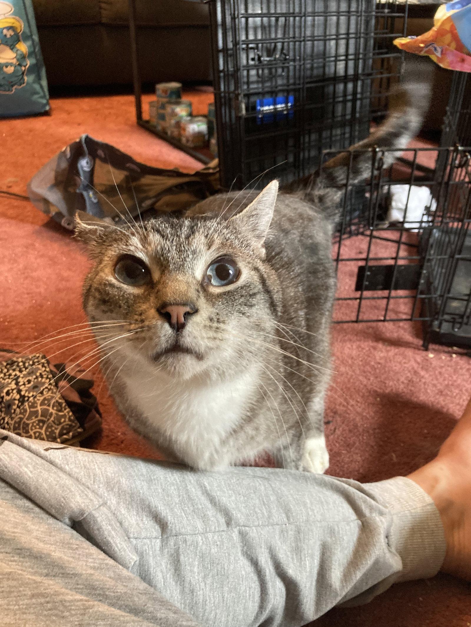Kevin, a Adoptable Domestic Short Hair in Chatham, VA image 2/3
