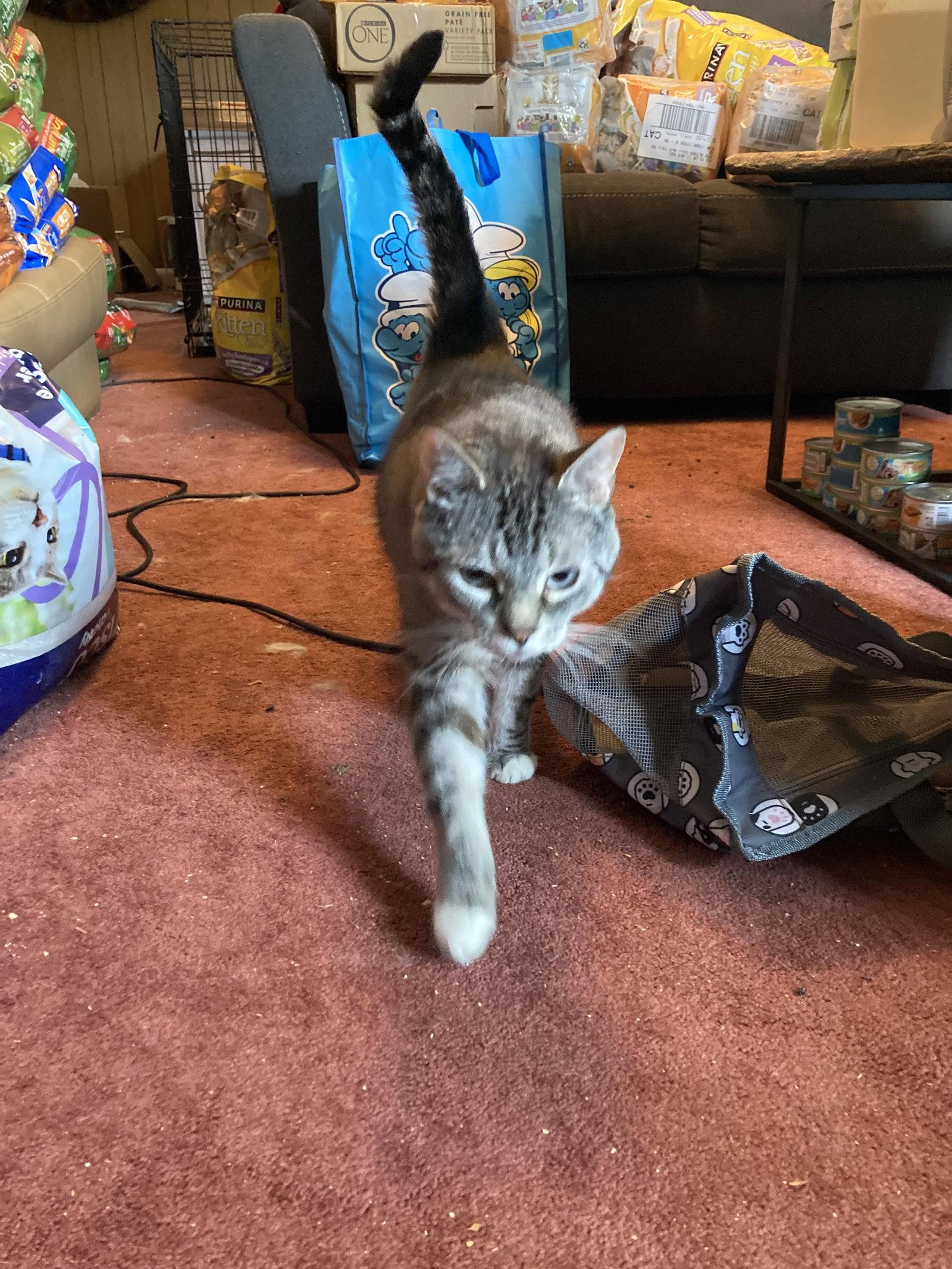 Kevin, a Adoptable Domestic Short Hair in Chatham, VA image 3/3