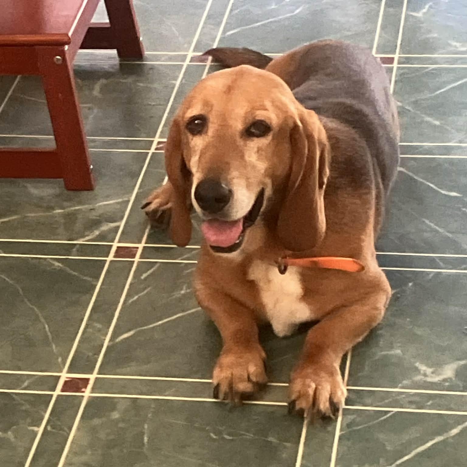 Enlarge Maggie, a ADOPTABLE mixed breed in Port Saint Lucie, FL image 4/6