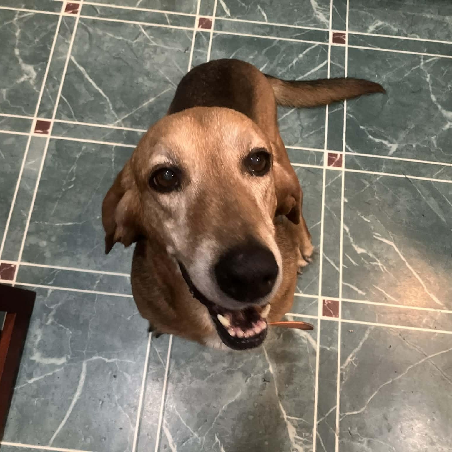 Enlarge Maggie, a ADOPTABLE mixed breed in Port Saint Lucie, FL image 2/6