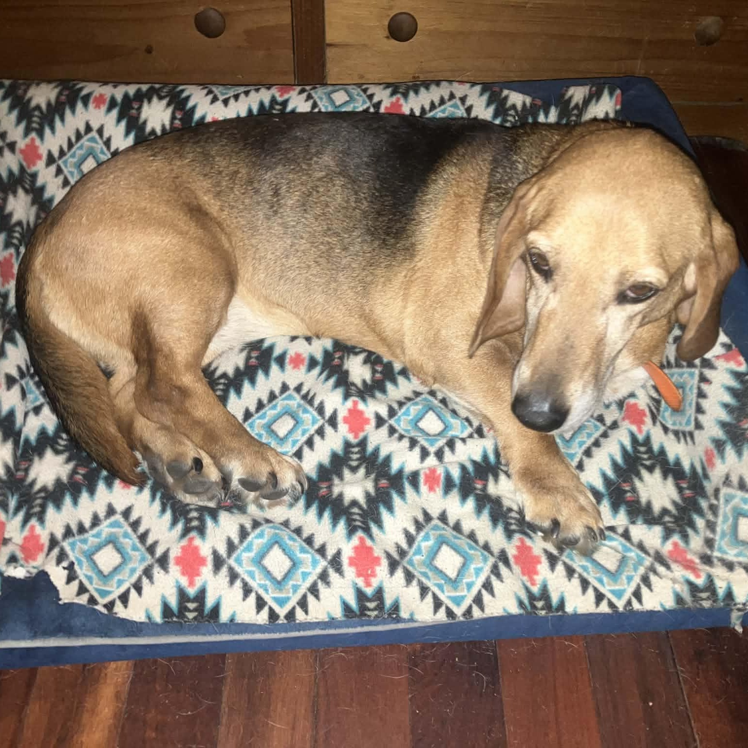 Enlarge Maggie, a ADOPTABLE mixed breed in Port Saint Lucie, FL image 5/6